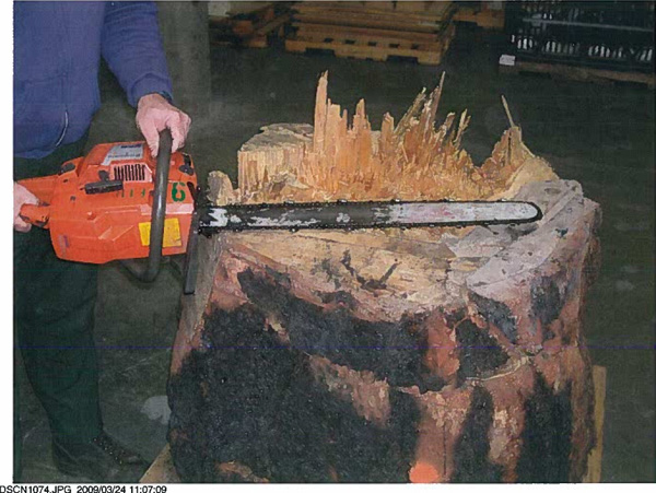 Photo 3 Stump of Tree 1 with saw illustrating multiple gunning cuts.