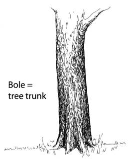 bole