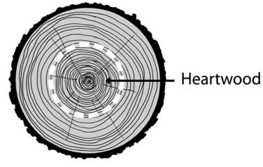 heartwood