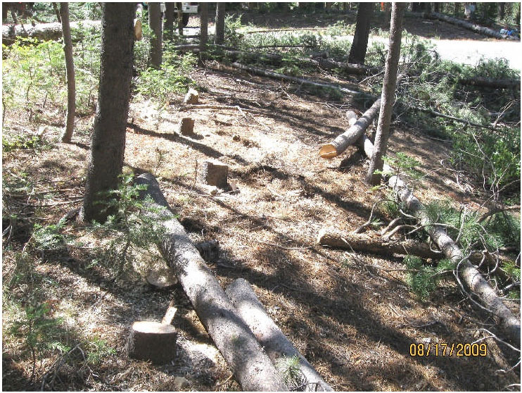 Photograph 1: Treated (thinned) area