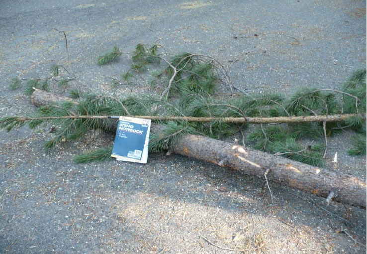 Photograph 2: This picture shows of the top portion of the tree that hit Employee A