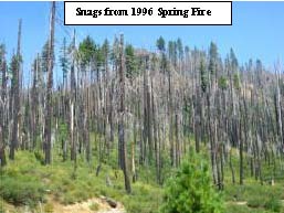 Snags from 1996 Spring Fire