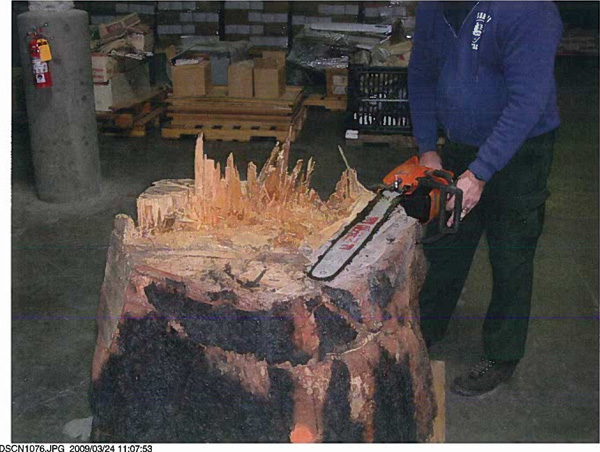 Photo 4 Stump of Tree 1 with saw illustrating multiple gunning cuts.