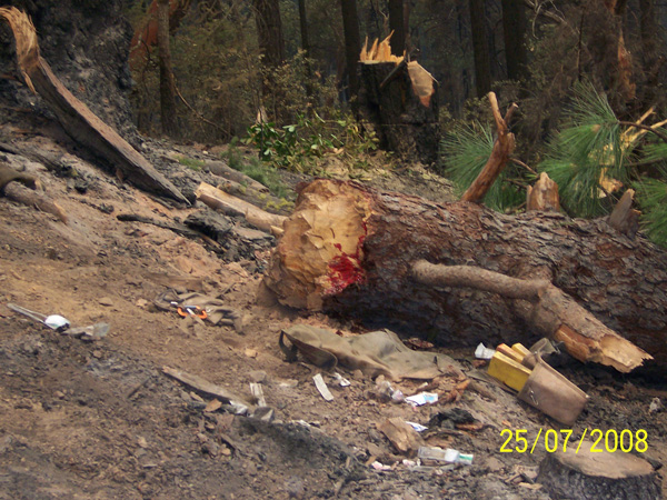Photo 9 Injury site - section of Tree 2 that likely impacted FC1 is in foreground, stump of Tree 1 is in background.