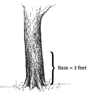 base of tree